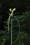 Manyflower flatsedge